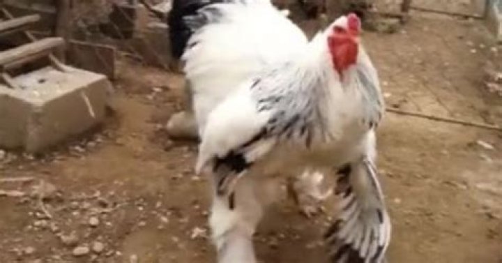 How Big Is The Giant Chicken? This Monster Bird Is An Internet Phenomenon