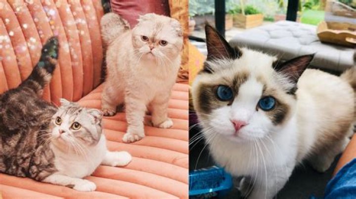 Taylor Swifts Cat Name