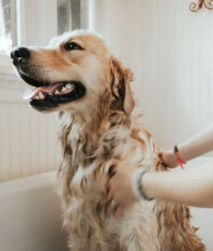 Unraveling Canine Behavior Under The Lunar Glow