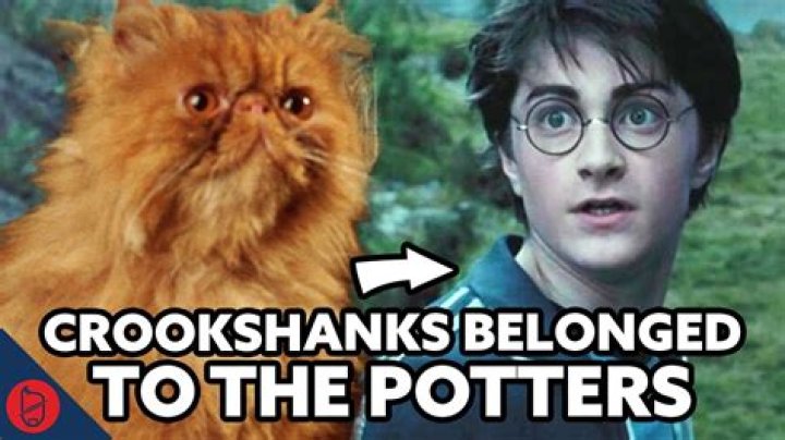 What kind of cat was Crookshanks? Celebrity.fm #1 Official Stars, Business & People Network, ·